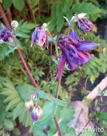 Водозбор Аквилегия