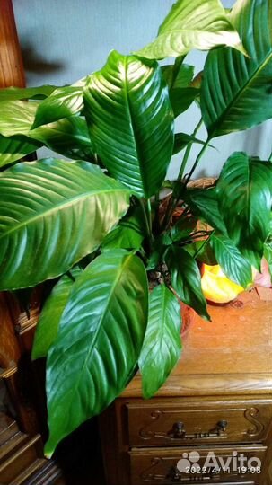 Спатифиллум Лауретта Королевская, Альтернантера