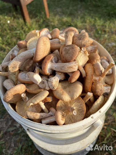 Опята свежие