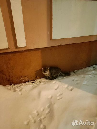 Котенок в добрые руки