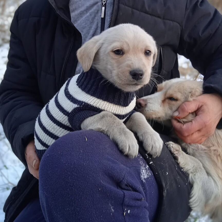 Крошечный щенок небольшой собаки