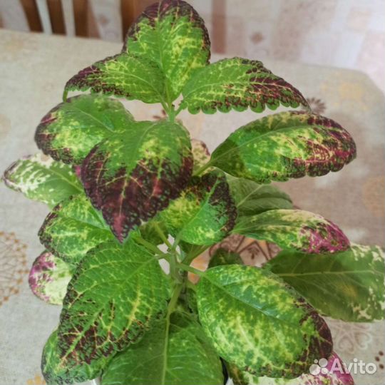 Комнатные цветы