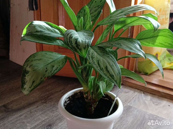 Аглаонемы сортовые