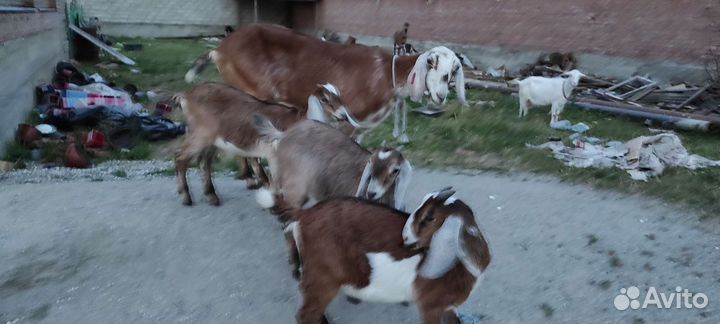 Козы ламанча