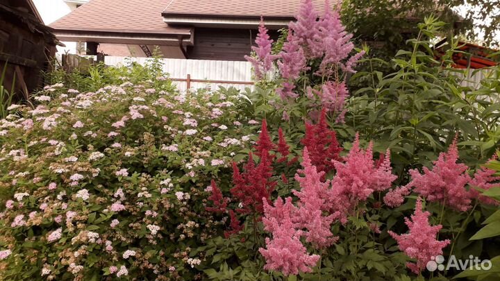 Садовые растения