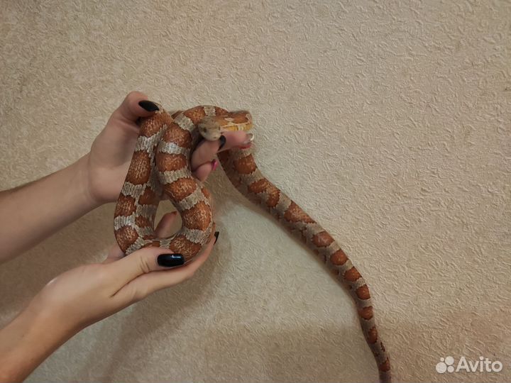 Маисовый полоз