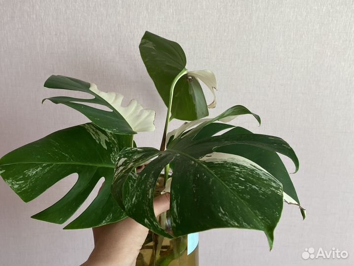 Монстера альба борзига