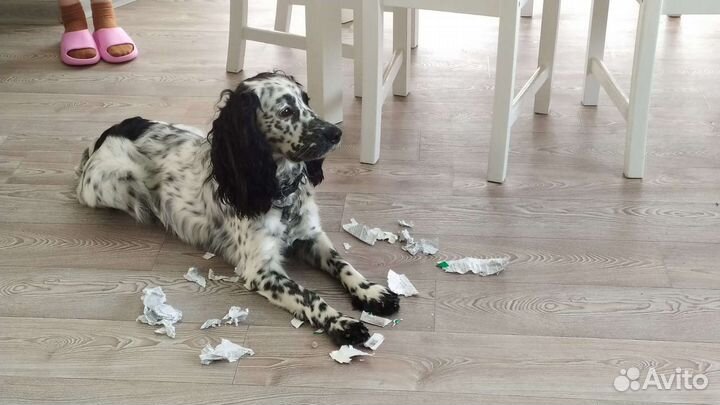 Русский спаниель вязка