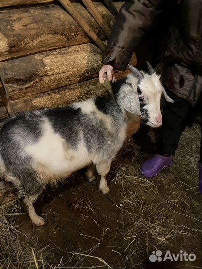 Продаю коз и козлят