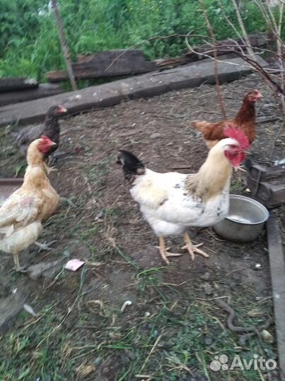 Куры доминант