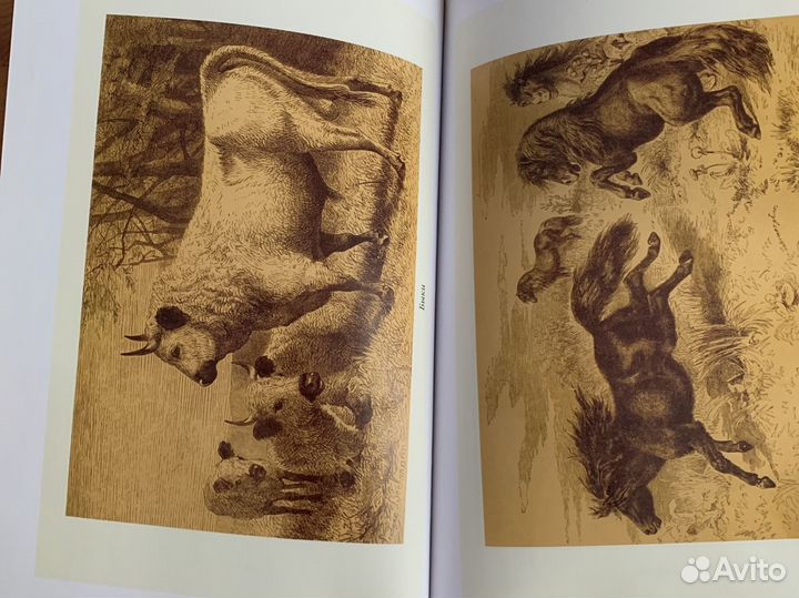 Жизнь животных Альфред Брем