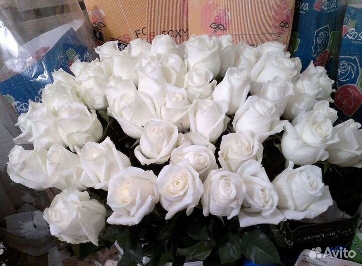 Высокие розы Гигантские розы Доставка цветов