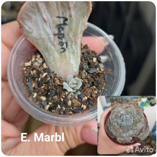 Суккуленты