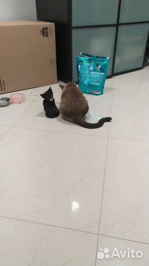 Отдам котят