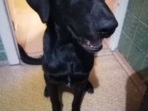 ликан рыцарь. пес 6 потрошитель. пёс 6 сезон лена. пёс 6 сезон 14 серия. пес 6 потрошитель.