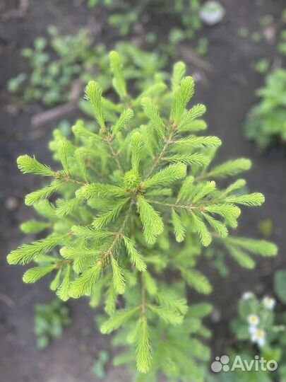 Ель саженцы