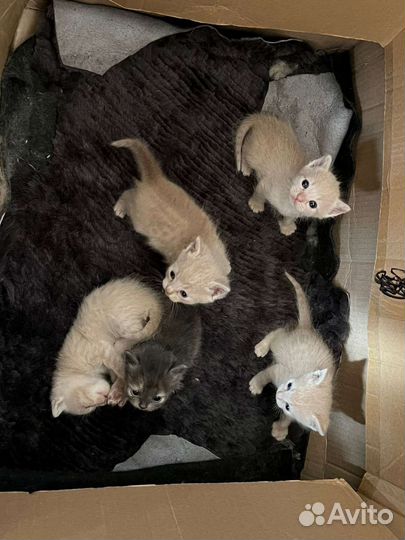 Котята в добрые руки