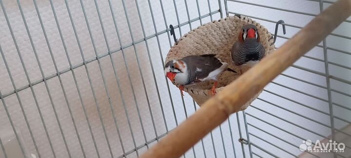 Зебровые амадины