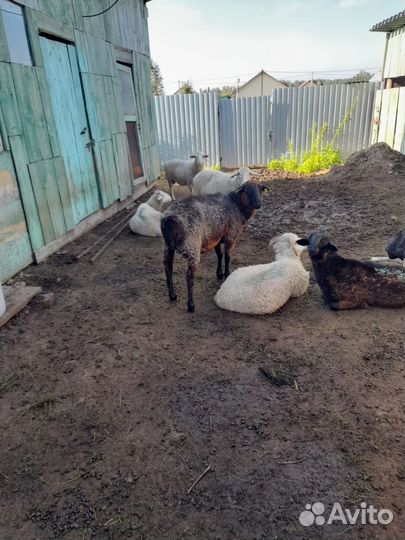 Овцы бараны