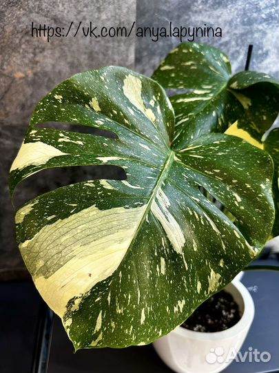 Монстра тайское созвездие