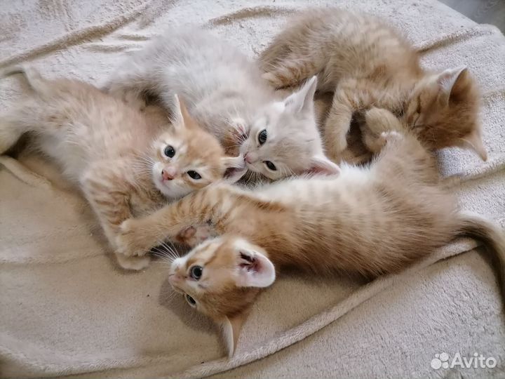 Рыжие котята