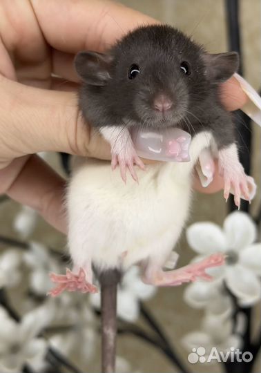 Крысы дамбо. Крысята дамбо. Крыса. Питомник