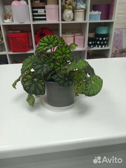 Бегония тигровая