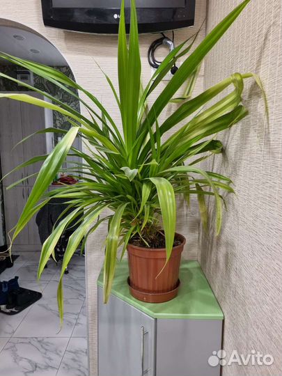 Пальма панданус