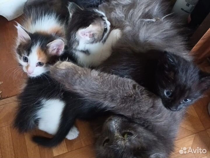 Котята в добрые руки 1.2 месяцев