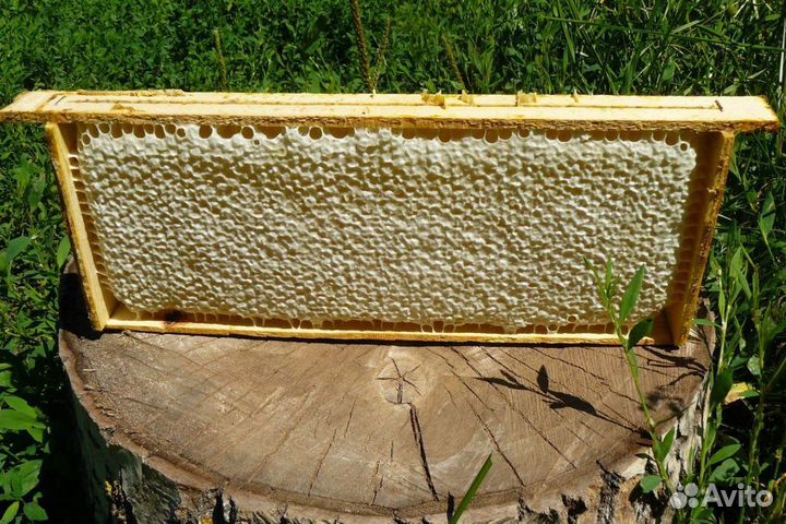 Мёд, урожай 2023 года