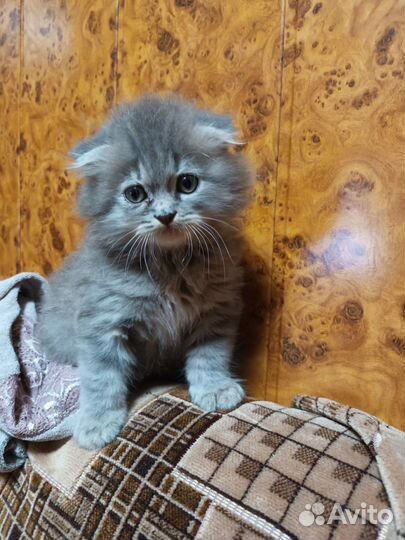 Метисы шотландской кошки