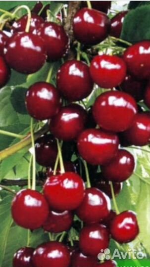 Вишня саженец
