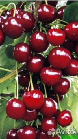 Вишня саженец