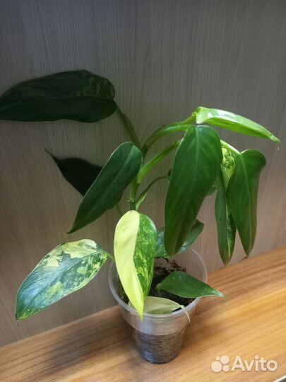 Филодендроны