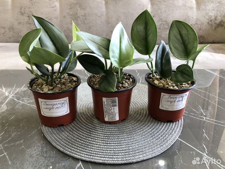 Сциндапсус Мунлайт