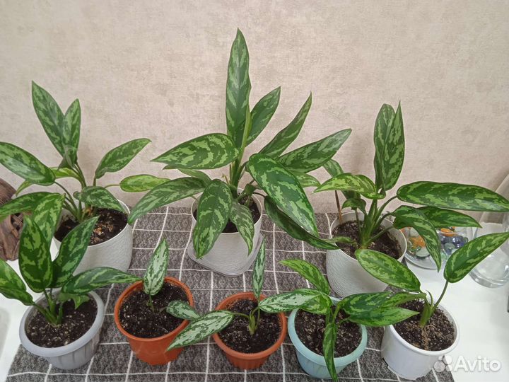 Дримиопсисы, аглаонемы, драцены. Комнатные цветы