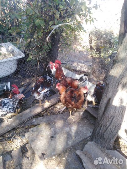 Петухи брама куропатчатая и ливенские ситцевые