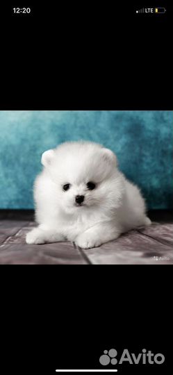 Миниатюрные шпицы медвежата