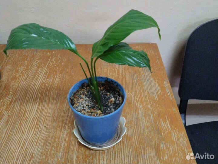 Спатифилум