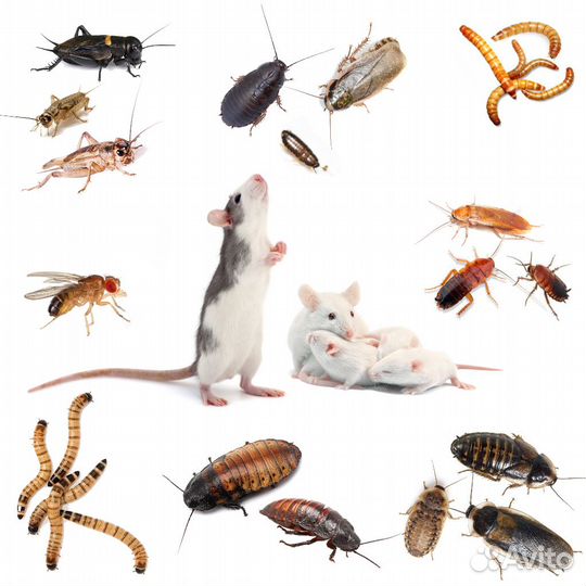 Кормовые объекты