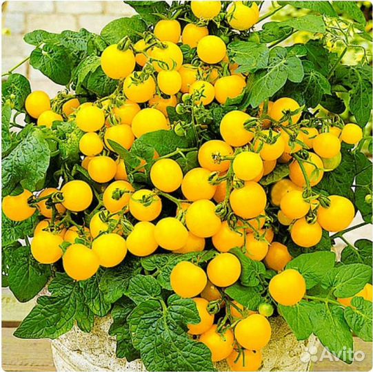 Томаты комнатные семена