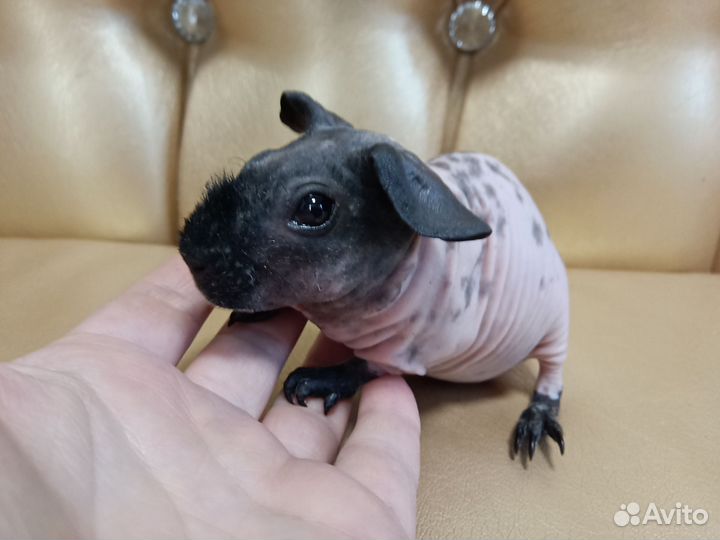 Морские свинки скинни малыши