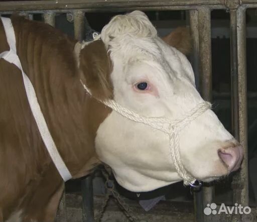 Хомут сизалевый, с кольцом