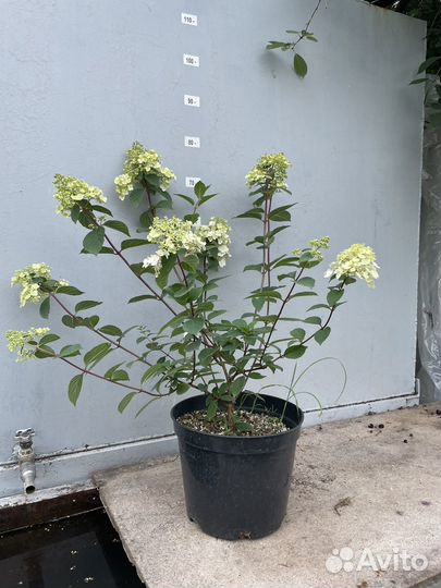 Гортензия самарская лидия