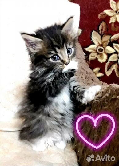 Котейка сибирская в дар