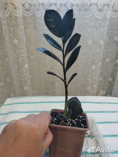 Замиокулькас черный равен