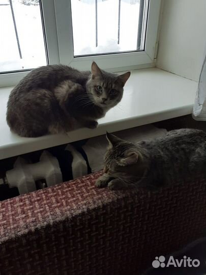Кошки в добрые руки бесплатно