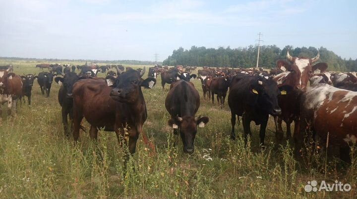 Корова дойная крс