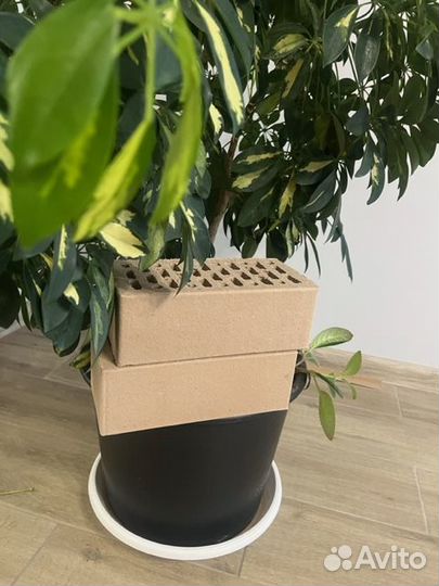 Лицевой кирпич Умбра Гладкий меланж Г ост