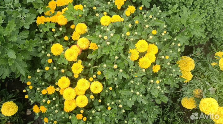 Цветы хризантемы